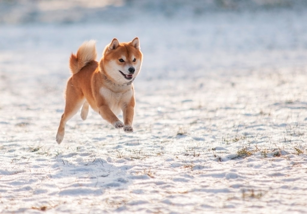 An image of a Shiba Inu dog running on snow