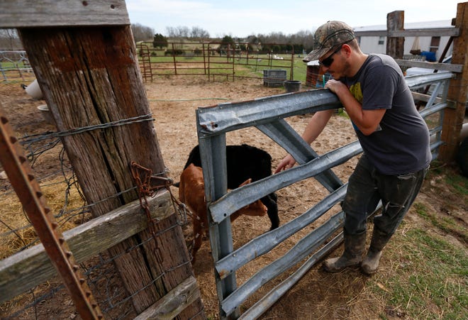 Panther Creek Rescue owner Christopher Young reaches over a gate to pet Marvella, a miniature cow calf, on Thursday, March 26, 2020.
