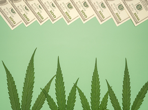 Top view of cannabis leaves and US dollar banknotes green background