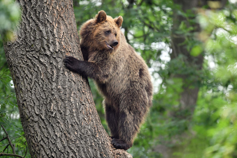 A bear climbs a tree as four European brown bears and five grey wolves which are living together in British woodland for the first time in Bear Wood, a new enclosure at Bristol Zoo's Wild Place project. (Photo by Ben Birchall/PA Images via Getty Images)