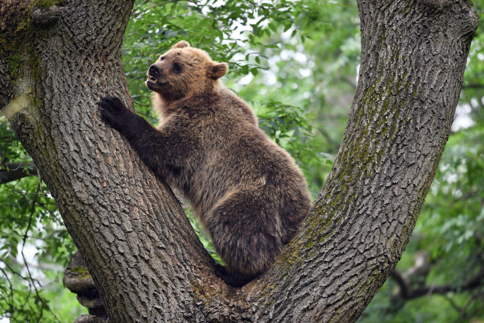 A bear climbs a tree as four European brown bears and five grey wolves which are living together in British woodland for the first time in Bear Wood, a new enclosure at Bristol Zoo's Wild Place project. (Photo by Ben Birchall/PA Images via Getty Images)
