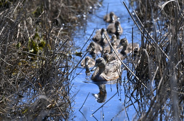 A duck leads ducklings through Glenwood Marsh in San Rafael, Calif., on Wednesday, May 15, 2024. (Alan Dep/Marin Independent Journal)