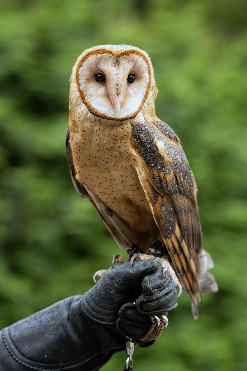This 1-year-old barn owl, named "Bella," is educational ambassador for the Giaquinto Wildlife Rehabilitation Center in Marlborough, May 21, 2025.