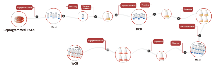 Workflow of clinical iPSC banking