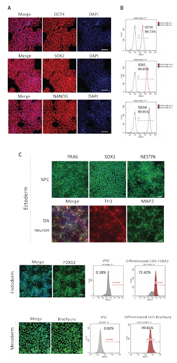 (A) Immunofluorescence staining of stem cell markers (OCT4, SOX2, NANOG) of iPSC coated with Laminin 521 after several passages. Scale bar, 100 μm. (B) Flow cytometry analysis of stem cell markers (OCT4, SOX2, SSAE4) of iPSC coated with Laminin 521 after several passages. (C) Immunofluorescence staining and flow cytometry analysis of iPSCs derived ectoderm (NPC: PAX6, SOX1 and NESTIN; DA neuron: TH1 and MAP2), endoderm (FOXA2), and mesoderm (Brachyury) differentiation. Scale bar, 100 μm