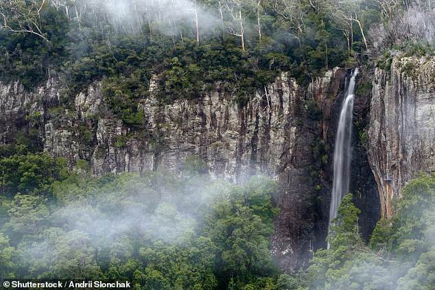 McCann's body was found on Wednesday afternoon in Springbrook National Park (above), a popular spot for bushwalkers to hike through lush rainforest and visit scenic lookouts