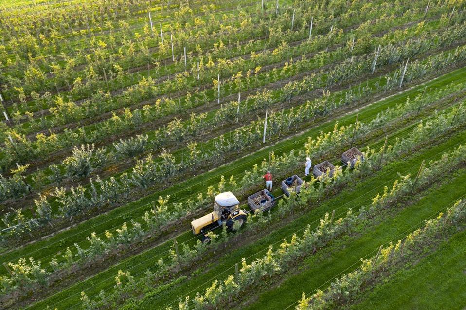 Tractor during apple harvest in orchard, aerial view
