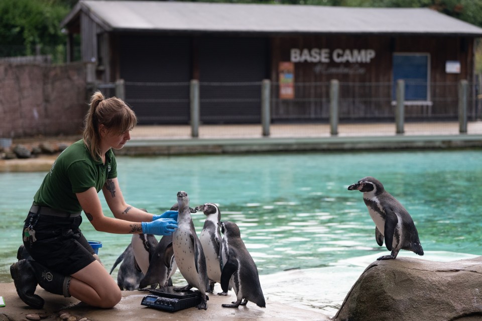 Zookeeper weighing penguins at London Zoo.
