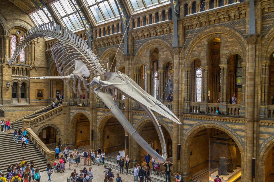 Blue whale skeleton suspended in the Hintze Hall at the Natural History Museum in London.